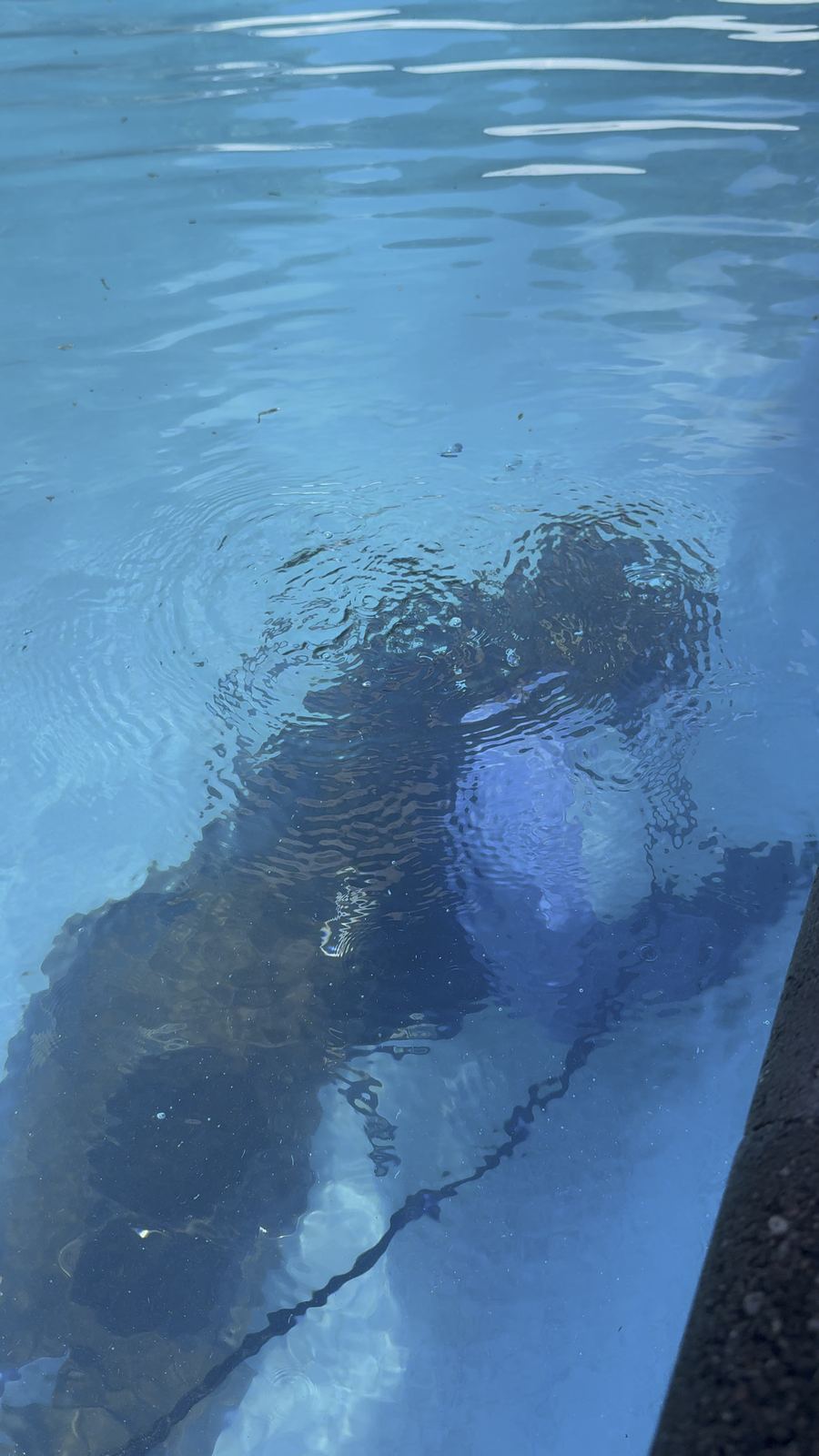 FDC underwater dock inspection